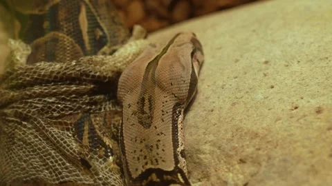 Close view of a boa constrictor snake Stock Footage 257234433