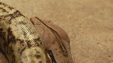 Close view of a boa constrictor snake Stock Footage 257234588