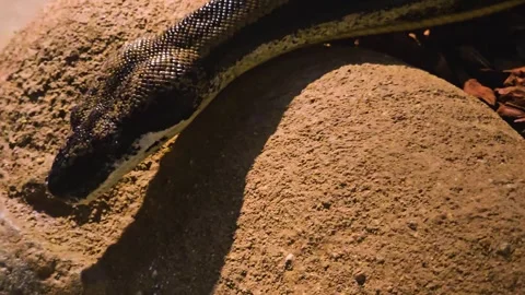 Close view of a boa constrictor snake Stock Footage 257349720
