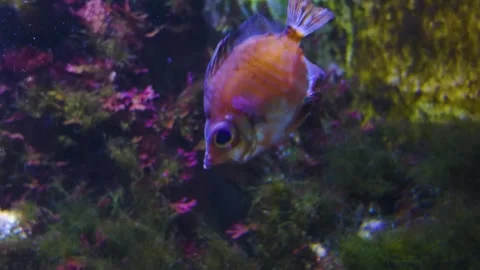 Close up view of a boar fish Stock Footage 267607233