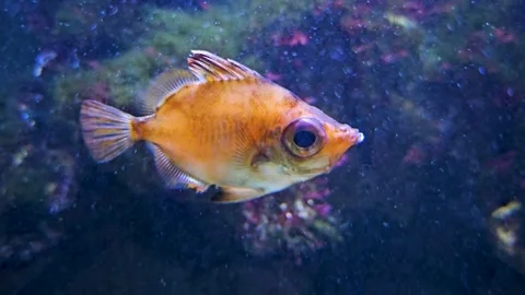 Close up view of Boar fish  Stock-Footage 269549044