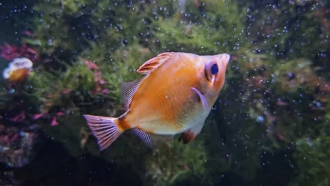 Close view of a boarfish, Boar fish floating Stock Footage 294333769