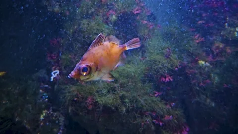 Close view of Boarfish, Stock Footage 269681369