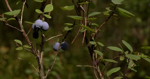Close up view of bog bilberry shrub with berries. Stock Footage 284083572