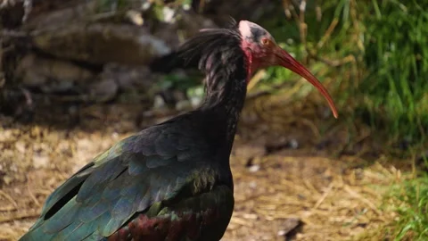 Close view of a bold northern ibis Stock Footage 252104728