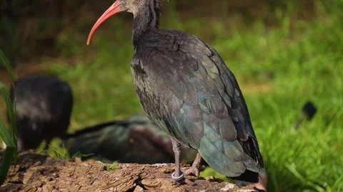 Close view of a bold northern ibis Stock-Footage 252104775