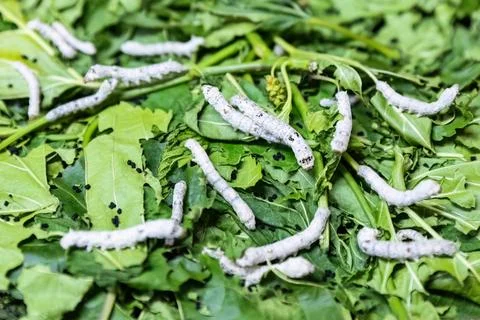 Close up view of Bombyx mori or silkworms eating mulberry green leaves, silk Stock Photos