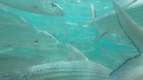 A close-up view of a bonefish school swimming in clear turquoise water Stock Footage 279059161