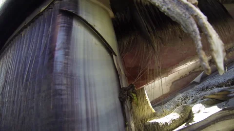 Close view of bones and baleen of dead beached whale Stock Footage 62815953