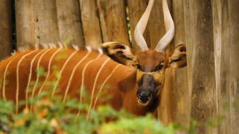 Close view of a bongo antelope Stock Footage 261245821