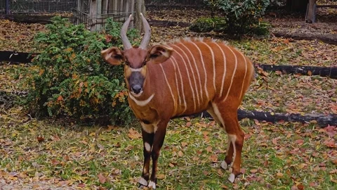 Close view of a bongo bongo antelope  Stock Footage 259613926
