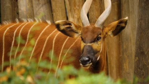 Close up view of a bongo bongo antelope Stock Footage 261246451
