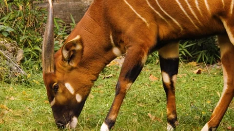 Close up view of a bongo bongo antelope  Stock Footage 261250326