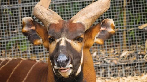 Close up view of a bongo bongo antelope head Stock Footage 261250968