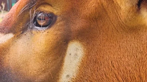 Close view of an bongo bongo antelope  Stock Footage 261383524