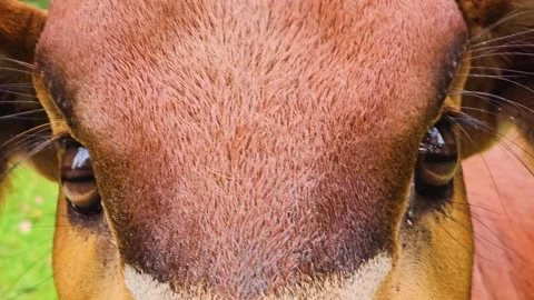 Close up view of a bongo bongo antelope head Stock Footage 261405081