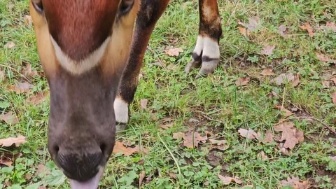  Close up view of a bongo bongo antelope head Stock Footage 261434542