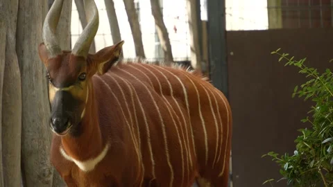 Close view of a bongo bongo antelope Stock Footage 272815440