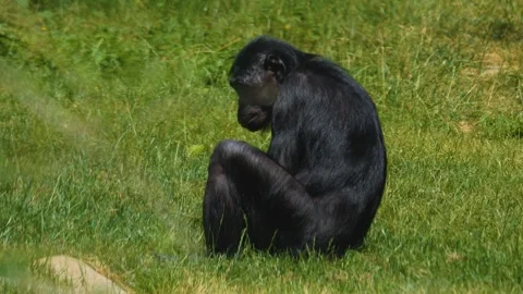 Close view of Bonobo eating Stock Footage 256107883