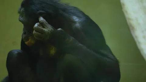 Close view of Bonobo eating Stock Footage 257253715