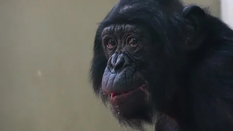 Close up view of a Bonobo  Stock-Footage 251714771