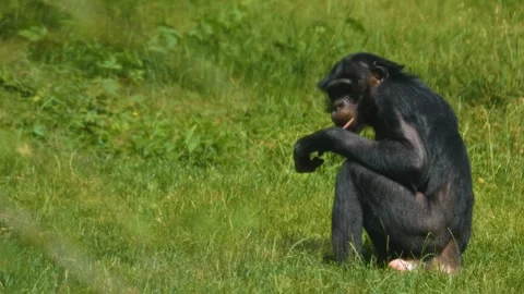 Close up view of a Bonobo Stock Footage 256259857