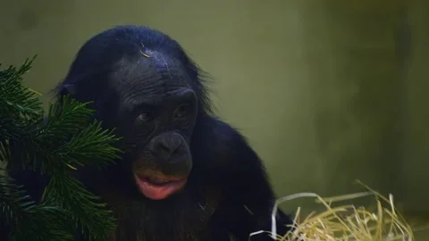 Close view of a Bonobo Stock Footage 258963274