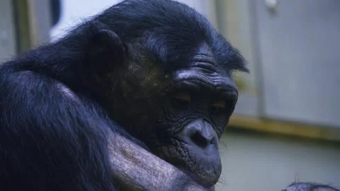 Close view of a Bonobo Stock Footage 258963412