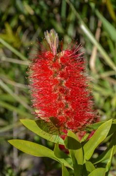 Close up view of bottle brush (Callistemon) flower which is native to Austral Stock Photos