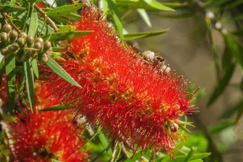 Close up view of bottle brush (Callistemon) flower which is native to Austral Stock Photos