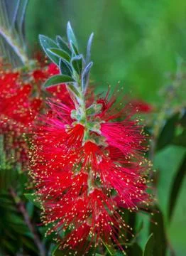 Close up view of bottle brush (Callistemon) flower which is native to Austral Stock Photos