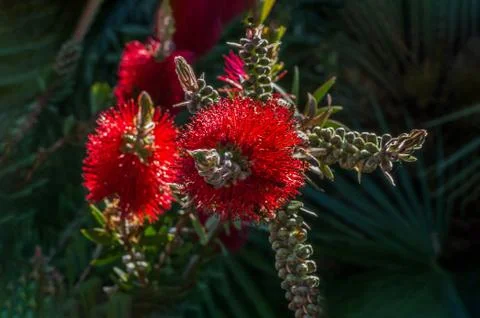 Close up view of bottle brush (Callistemon) flower which is native to Austral Stock Photos
