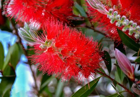 Close up view of bottle brush (Callistemon) flower which is native to Austral Stock Photos