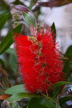 Close up view of bottle brush (Callistemon) flower which is native to Austral Stock Photos