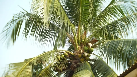 Close-up, view of the bottom of the coconut at the top of the palm, coconut palm Video stock 86711585