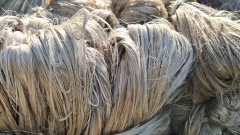 Close Up View Of Bound White Jute Fiber Hanks Under Bright Sunlight Reflection Stock Footage 341313527