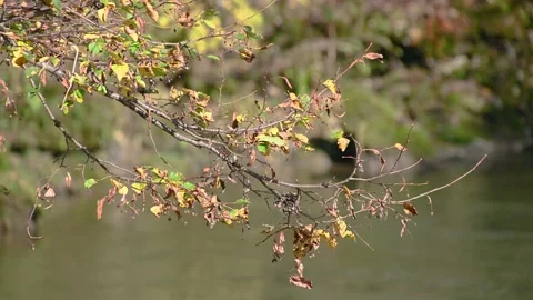 Close up view of branch and dry colorful leaves in autumn season Stock Footage 142104754