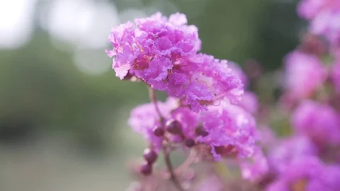 Close-up view of branch oleander tree with rose flower. Blurred background Stock Footage 123979196