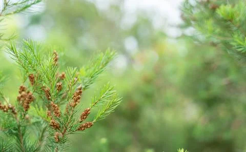 Close-up view of a branch of pine flowering at the forest. Green natural ba.. Stock Photos