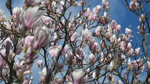 A close-up view of branches full of blossoming magnolia. Stock Footage 130875066
