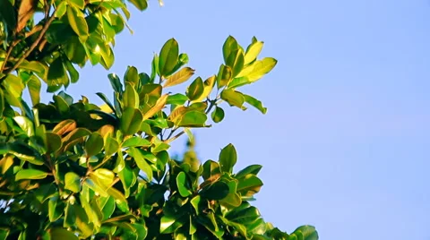 Close-up view of a branches of the magnolia tree on a bright sunny day Stock Footage 66820206