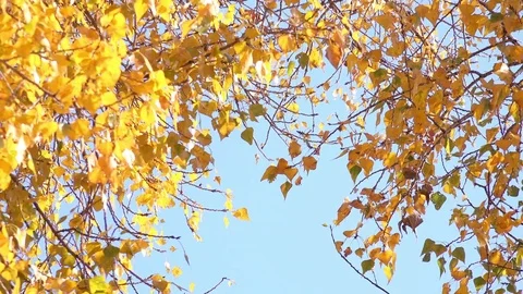 Close-up View of the Branches with Multicolored Leaves. 4K Stock-Footage 81457772