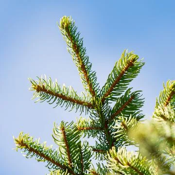 Close-up view of branches of pine tree with prickly needles Stock Photos