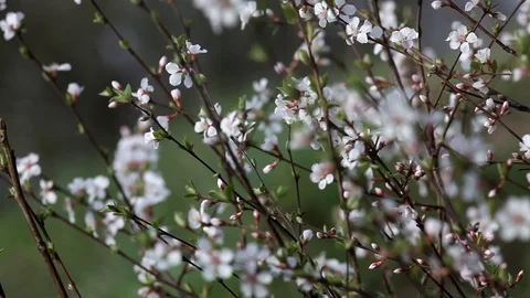Close up view of branches with white flowers. Stock Footage 128673685