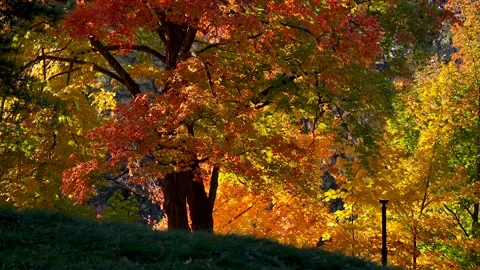 Close up view of bright autumn fall foliage in Michigan, Cranbrook gardens. Stock-Footage 289263324