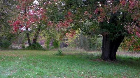 Close up view of bright colorful fall foliage in Michigan countryside. Stock Footage 277374989