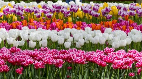 Close up view of bright different color Tulip flowers in the flower field i.. Stock Photos