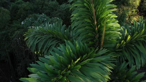 Close up view of the bright green large palm leaves of a palmtree Stock Footage 142758421
