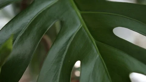 Close-up view on a bright green palm leaf under the daylight Stock-Footage 72741755