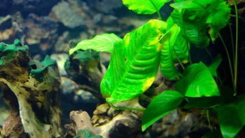 Close up view of bright green plants growing with natural wood elements Stock Footage 329328651